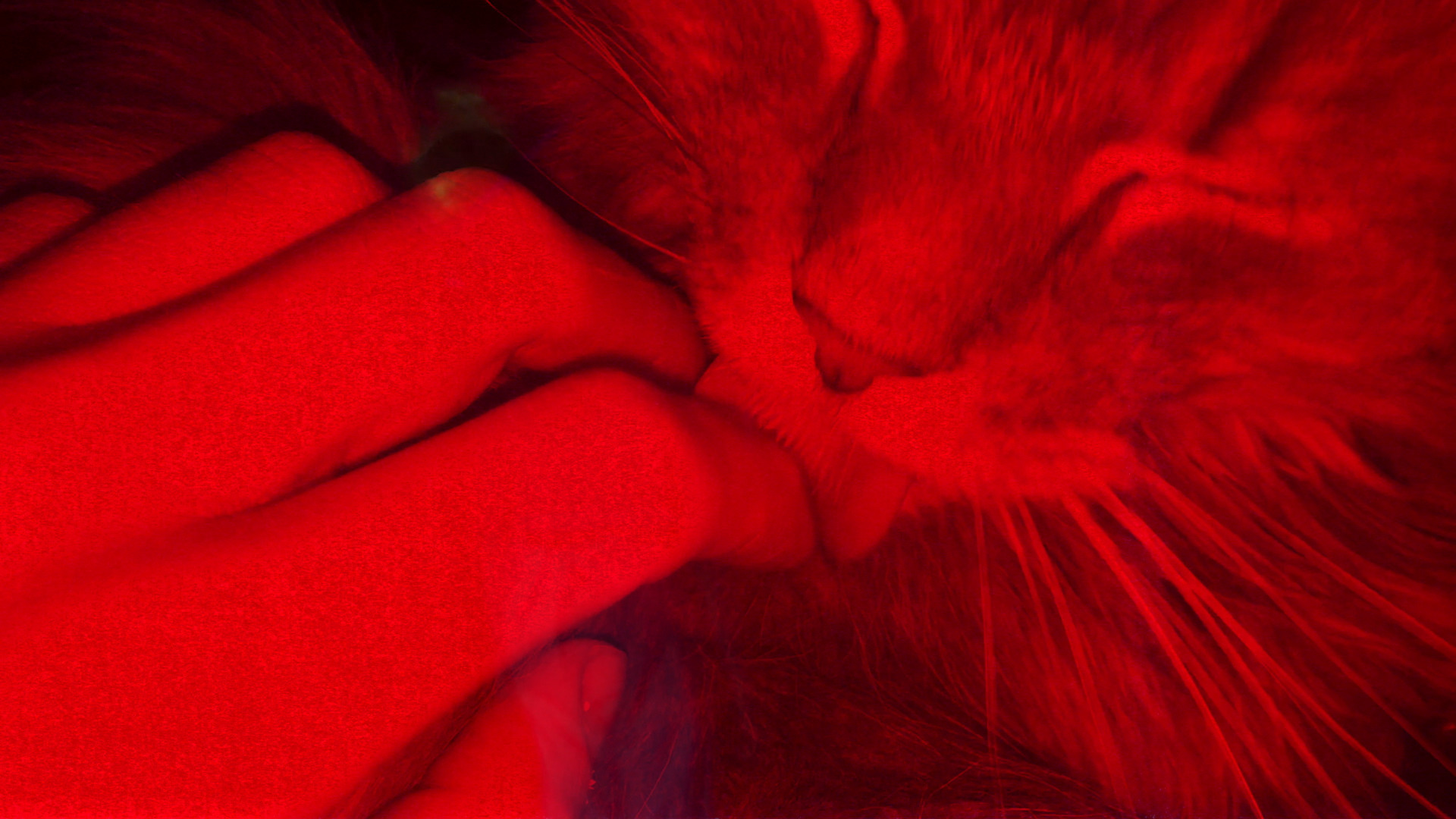 Prince of Homburg cat